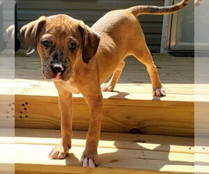 American Pit Bull Terrier-Unknown Mix Dogs for adoption in Chester, VA, USA