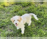 Image preview for Ad Listing. Nickname: Cavapoo