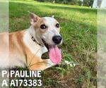 Small #2 Pharaoh Hound Mix