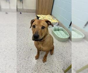 Rhodesian Ridgeback-Unknown Mix Dogs for adoption in Brighton, CO, USA