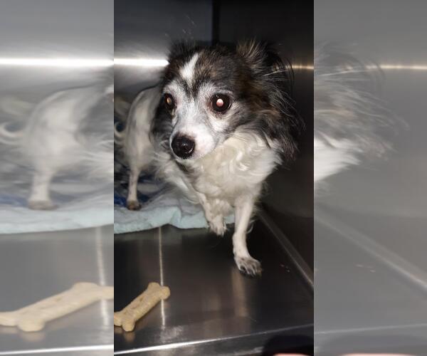 Medium Photo #3 Chihuahua Puppy For Sale in Rootstown, OH, USA