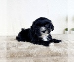 Small ShihPoo