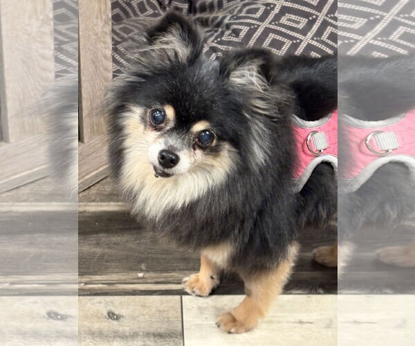 Medium Photo #2 Pomeranian Puppy For Sale in Mount Pleasant, SC, USA