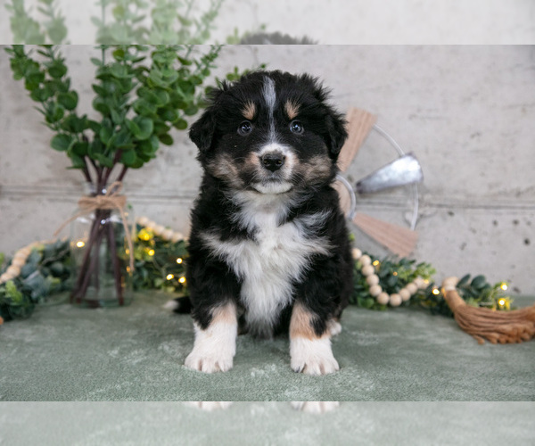 Medium Photo #2 Australian Shepherd Puppy For Sale in CAMDEN, MI, USA