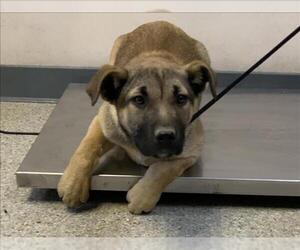 German Shepherd Dog-Unknown Mix Dogs for adoption in Visalia, CA, USA