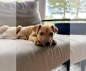 Jack Russell Terrier-Parson Russell Terrier Mix Dogs for adoption in Holly Springs, NC, USA