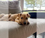 Small Jack Russell Terrier-Parson Russell Terrier Mix