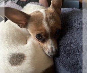 Mother of the Chihuahua puppies born on 03/19/2026