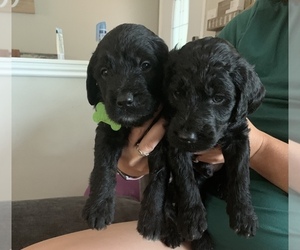 Labradoodle Puppy for sale in SHINGLE SPRINGS, CA, USA