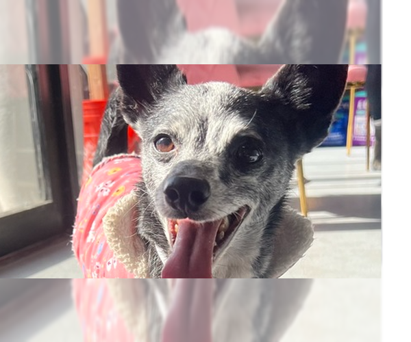 Medium Photo #2 Chihuahua Puppy For Sale in Studio City, CA, USA