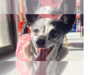 Buddy #8782 - Male Chihuahua Dog for Adoption - Photo #2