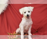 Small #1 Bichon Frise