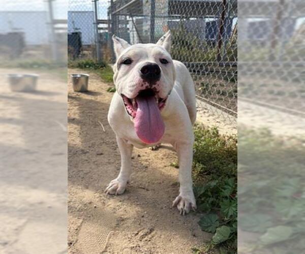 Medium Photo #2 American Pit Bull Terrier Puppy For Sale in Bakersfield, CA, USA