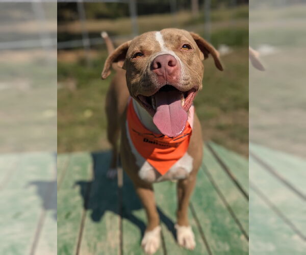 Medium Photo #7 American Pit Bull Terrier-American Staffordshire Terrier Mix Puppy For Sale in Calhoun, GA, USA