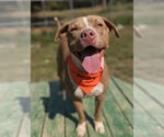 Small #6 American Pit Bull Terrier-American Staffordshire Terrier Mix