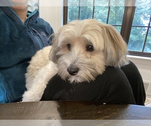 Havanese Dogs for adoption in ENGLEWOOD, NJ, USA