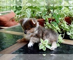 Small Photo #5 Shiranian Puppy For Sale in DINWIDDIE, VA, USA