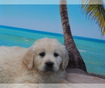 Small Photo #7 Golden Retriever Puppy For Sale in WIRTZ, VA, USA