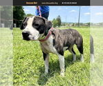 Small American Pit Bull Terrier