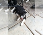 Small Photo #7 Border Collie Puppy For Sale in MESA, AZ, USA
