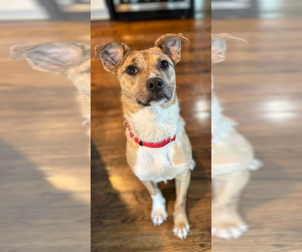 Medium Photo #8 Mutt Puppy For Sale in Canton, CT, USA