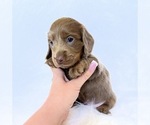 Small #7 Dachshund
