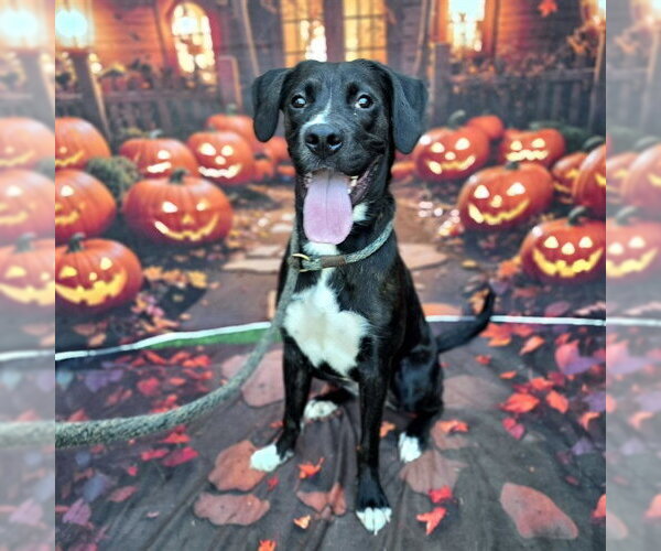 Medium Photo #1 Boxador Puppy For Sale in Long Beach, CA, USA