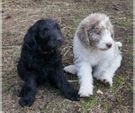 Small Photo #8 Labradoodle Puppy For Sale in COLORADO SPRINGS, CO, USA