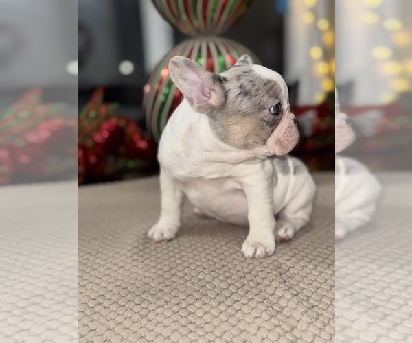 Medium Photo #5 French Bulldog Puppy For Sale in HILTON, NY, USA