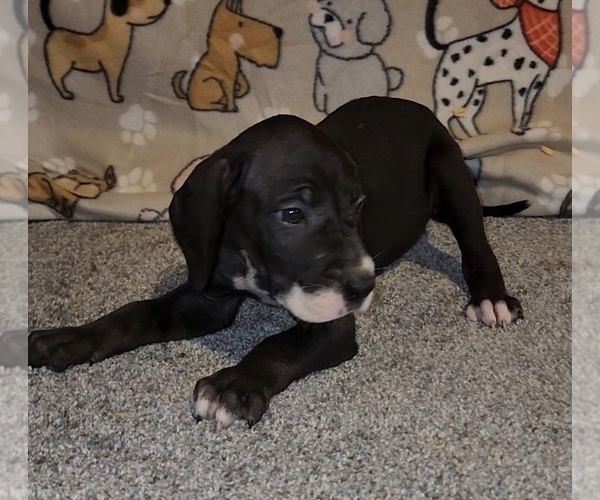 Medium Photo #3 Great Dane Puppy For Sale in DENHAM SPRINGS, LA, USA