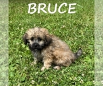 Image preview for Ad Listing. Nickname: Bruce