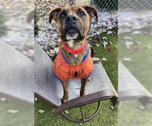 Boxer-Unknown Mix Dogs for adoption in Newton, NC, USA
