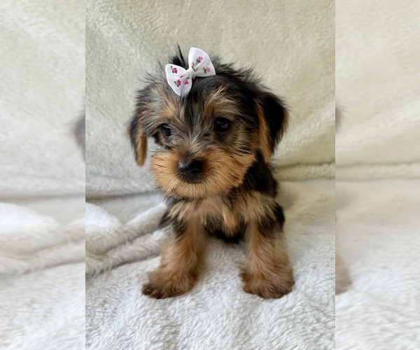Medium Photo #5 Yorkshire Terrier Puppy For Sale in FAIR HAVEN, MI, USA
