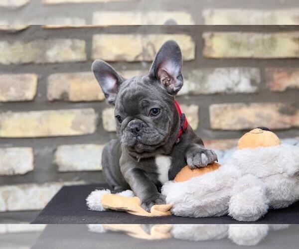 Medium Photo #1 French Bulldog Puppy For Sale in ERIAL, NJ, USA