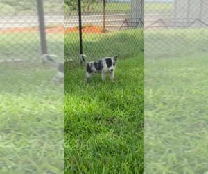 Border Collie Puppy for sale in JACKSONVILLE, TX, USA