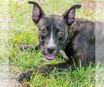 Small #1 Mutt