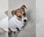 Small Rat Terrier Mix