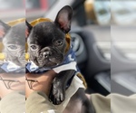 Small Photo #3 French Bulldog Puppy For Sale in SAN LEANDRO, CA, USA