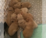 Small Photo #8 Golden Retriever Puppy For Sale in RADCLIFF, KY, USA