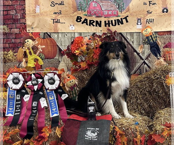 Medium Photo #4 Mutt Puppy For Sale in Bellevue, WA, USA