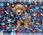 Artie - Male Cavapoo (Miniature) Puppy for Sale - Photo #4