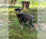 Small #4 Mutt