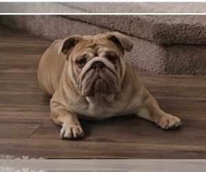 Mother of the English Bulldog puppies born on 08/11/2025
