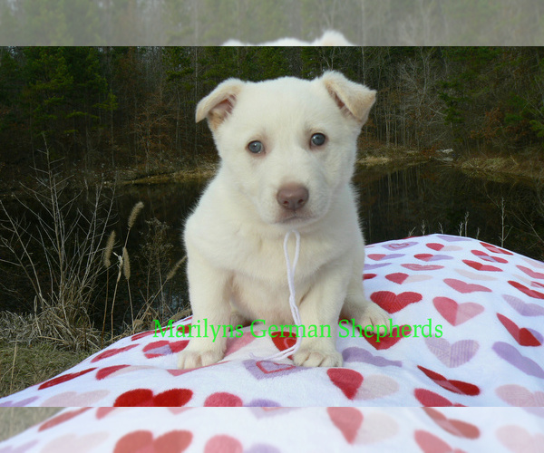 Medium Photo #3 German Shepherd Dog Puppy For Sale in PIEDMONT, MO, USA