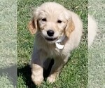 Small Photo #3 Golden Retriever Puppy For Sale in LAKELAND, FL, USA