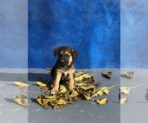 Medium Australian Shepherd-Saint Bernard Mix