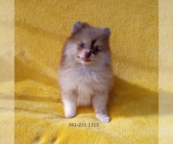 Medium Photo #1 Pomeranian Puppy For Sale in WEST PALM BEACH, FL, USA