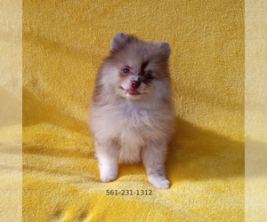 Pomeranian Puppy for sale in WEST PALM BEACH, FL, USA