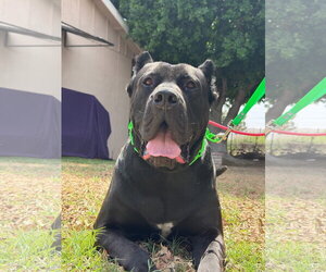 Mutt Dogs for adoption in Goodyear, AZ, USA