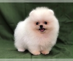Small Photo #1 Pomeranian Puppy For Sale in CHICAGO, IL, USA
